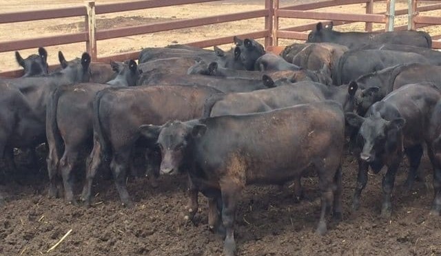 Angus backgrounder steers to 556c/kg in larger AuctionsPlus offering