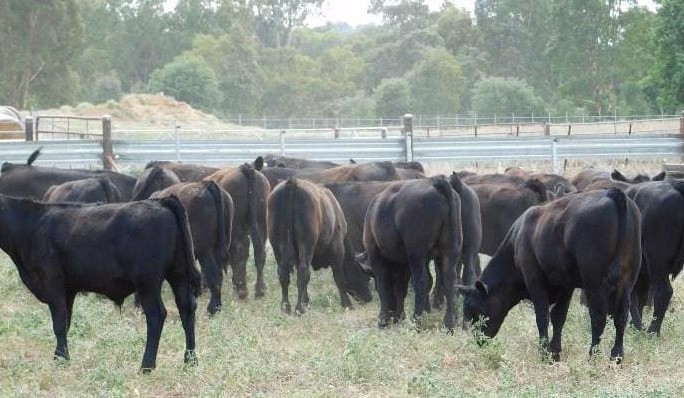 Young PTIC females average $1700 as AuctionsPlus numbers surge