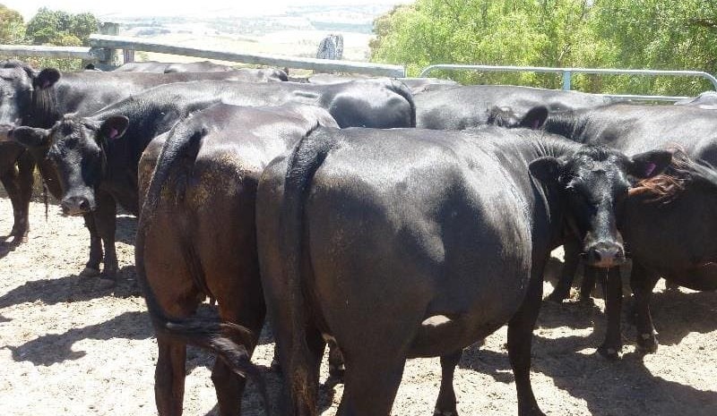 Slow start to AuctionsPlus trading year, with young PTIC females to $2240