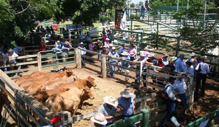Cattle projections 2017: Herd growth to exert price pressure towards year end + VIDEO