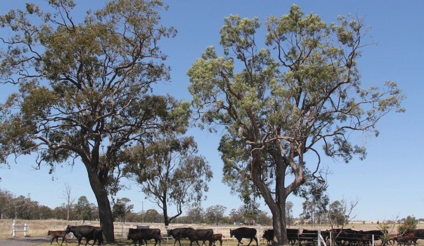 Decision support tool for planting trees on-farm in the pipeline