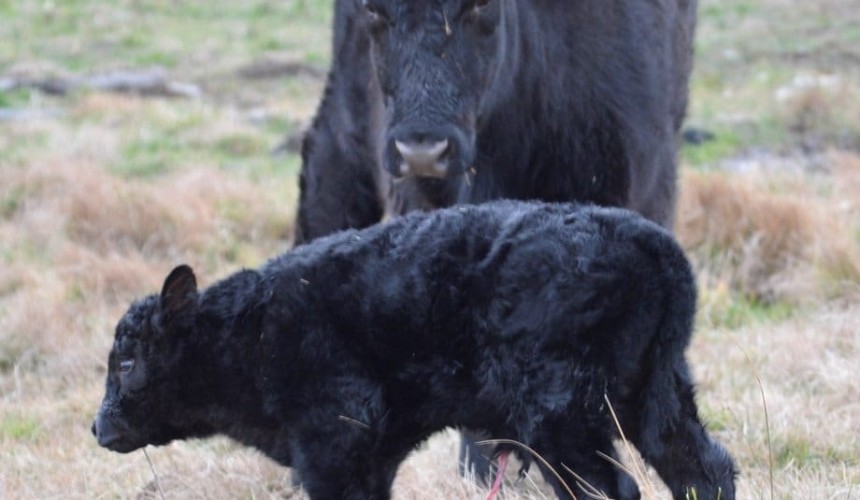 Six thousandth calf born in Angus Sire Benchmarking Program