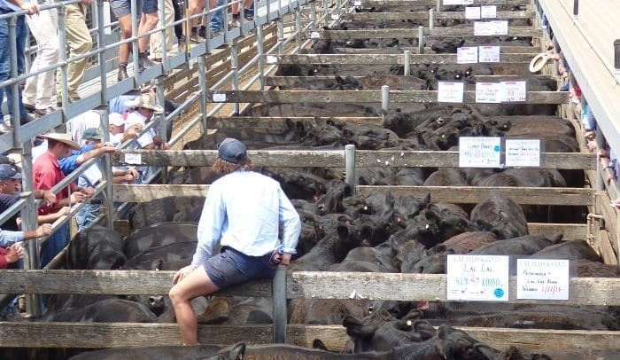 Strong start to western VIC weaner sales  + pictures