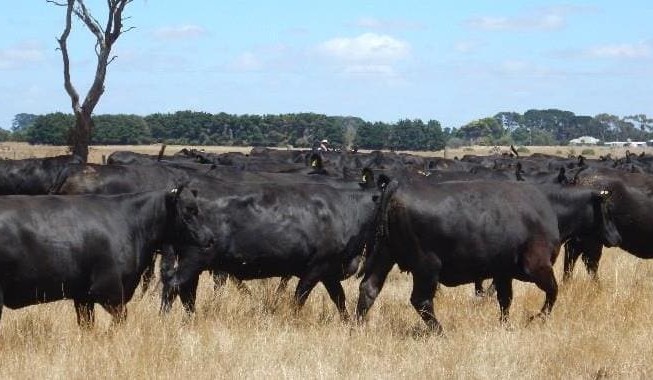 Genetics: Cow weaning rate & its impact on production costs