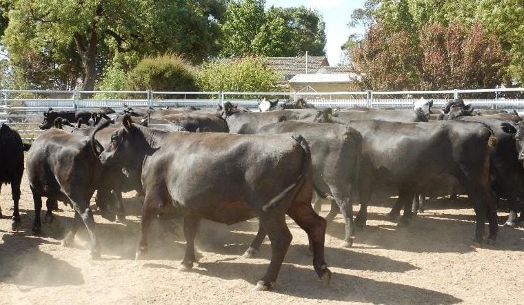 Hot, dry weather pushes AuctionsPlus numbers sharply higher