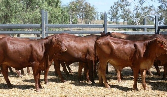 Dry weather outlook softens prices in small AuctionsPlus offering