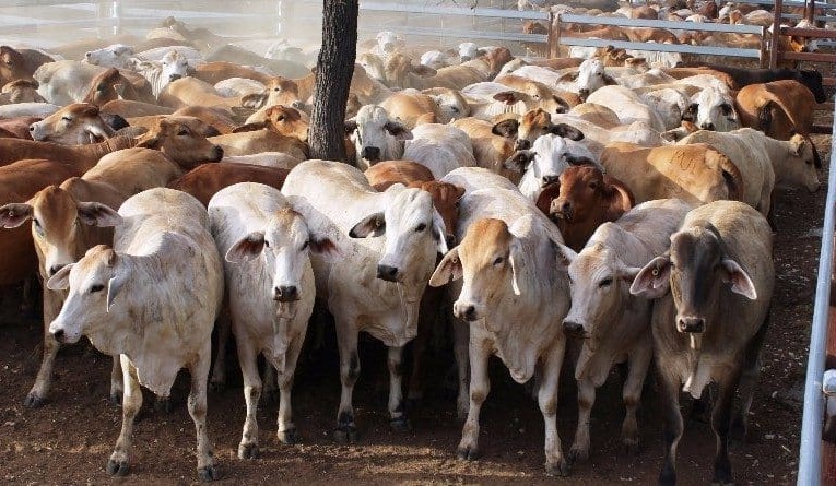 Dry conditions having impact in larger AuctionsPlus offering