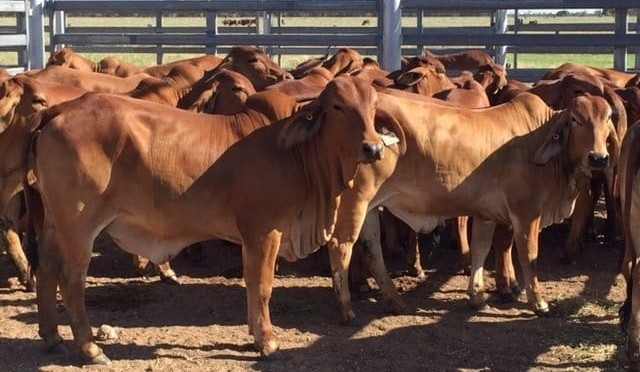 New genetic test more accurate for poll selection in Brahmans