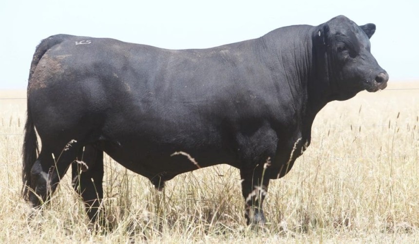 Weekly genetics review: What’s driving the fashion in black cattle?