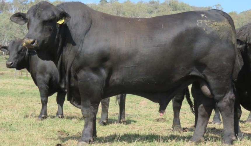 Weekly genetics review: What are some common sources of confusion over BreedPlan?