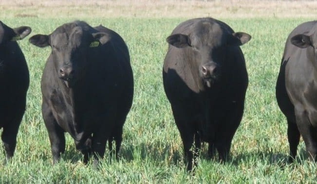 Regional forums to focus on Breedplan, DNA technologies