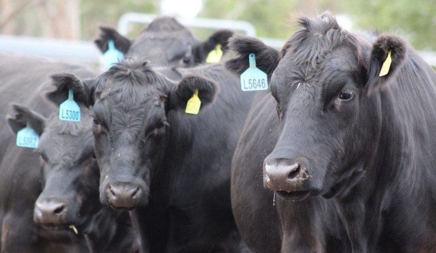 Could falling Australian cattle prices trigger more live shipments to China?