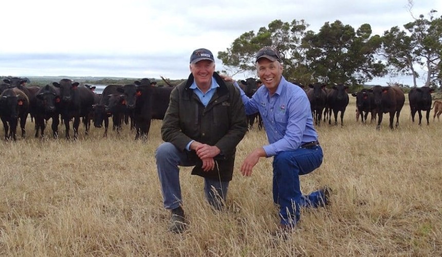Six-year veterinary program boosts growth and marbling for WA Wagyu enterprise