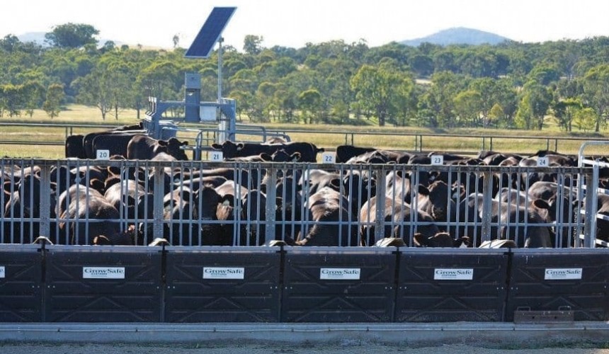 New protocols for feed efficiency measurement & data submission