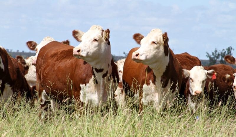 Weekly genetics review: Production systems the focus in new breed indexes