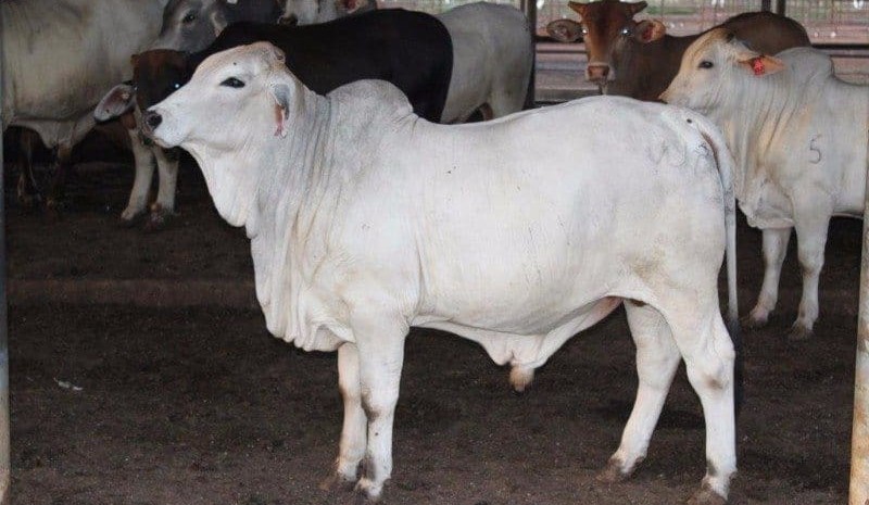 Pre-export feeding programs could gain momentum for heavier Indo market
