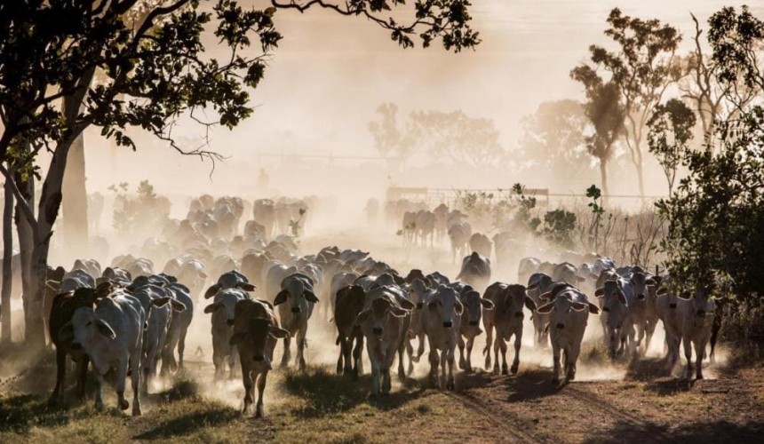 NT cell grazing pilot project leads to study tour