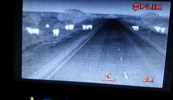 Thermal cameras helping trucks to avoid cattle strikes