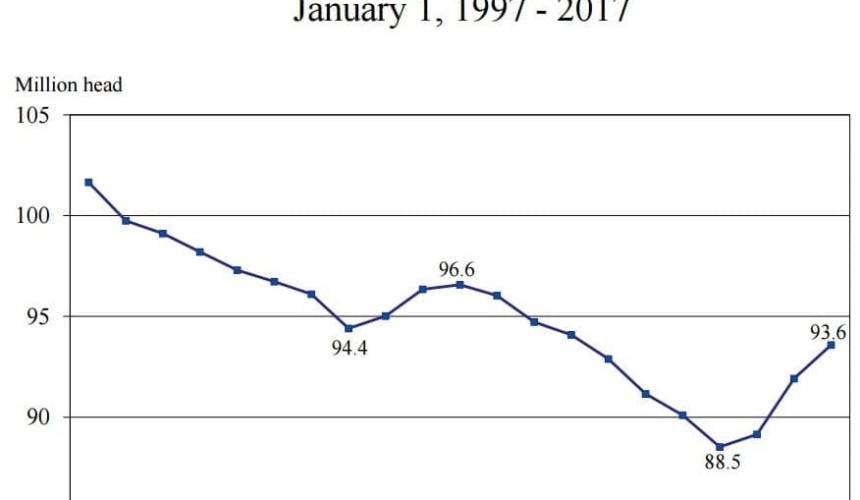 Competitor watch: US beef herd continues to surge