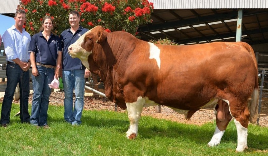 Simmental bull sets $160,000 record high