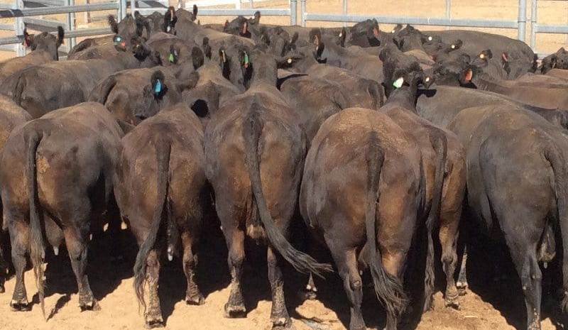 Cows and calves top $2610 in smaller AuctionsPlus offering
