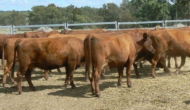 Cows & calves to $2375 in smaller AuctionsPlus offering