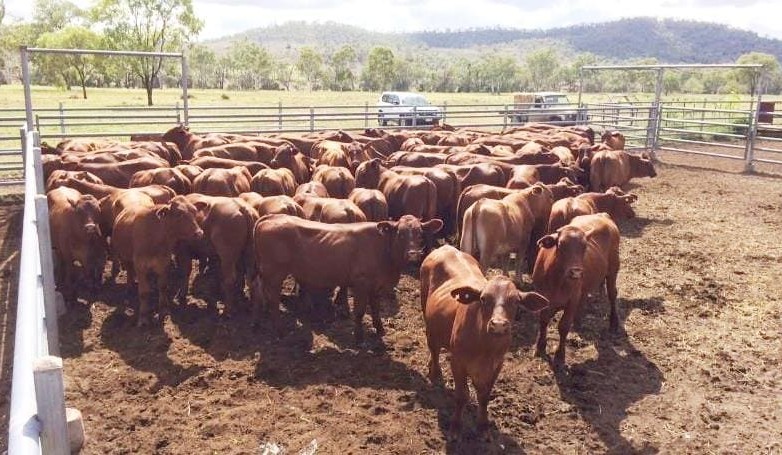Cost-of-gain in feedlot cattle lines up with feeder cattle prices