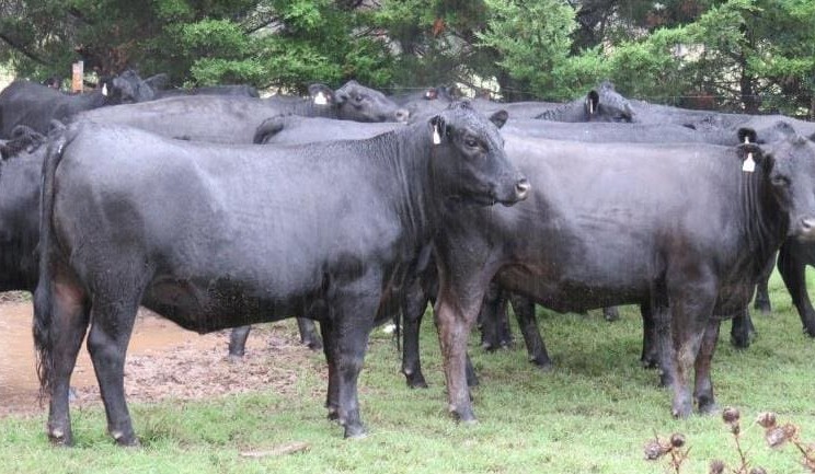Numbers, prices lift on AuctionsPlus after rain