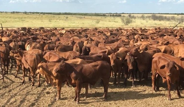 Surge in cow & calf and PTIC heifer numbers on AuctionsPlus