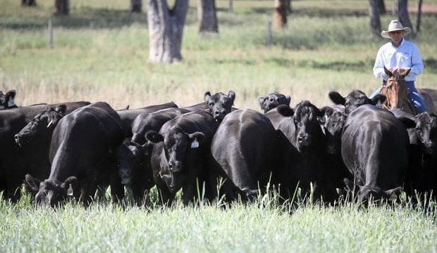 Weekly genetics review: Gender equality being seen in seedstock industry