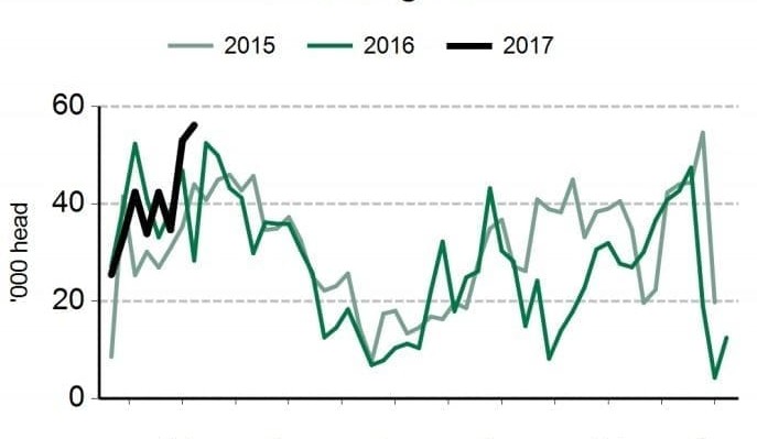 Goat slaughter hits three-year highs, as MLA builds a clearer picture of industry performance