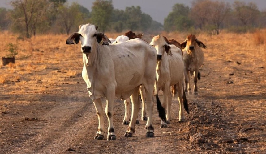 Territory Indigenous land opens up for grazing licences