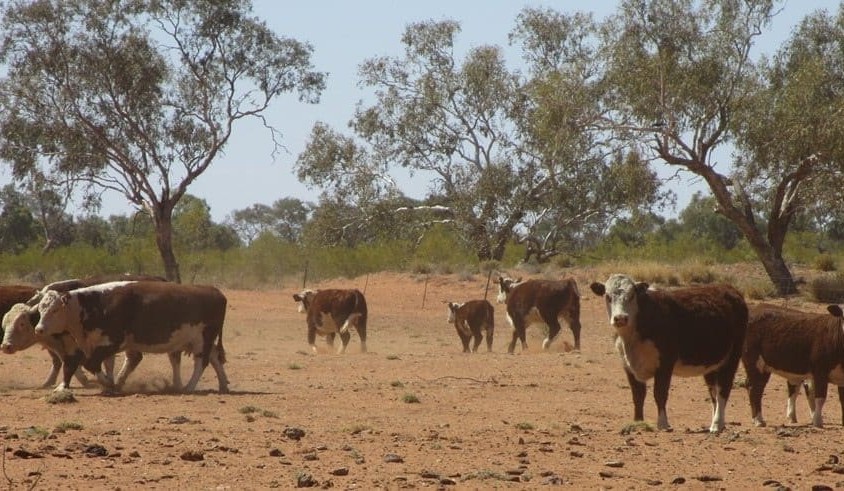 At-risk NSW producers urged to vaccinate following second Anthrax case