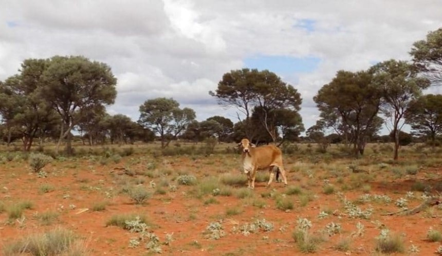 Weekly Property Review – Are there pastoral nuggets to be found in WA’s Goldfields region?