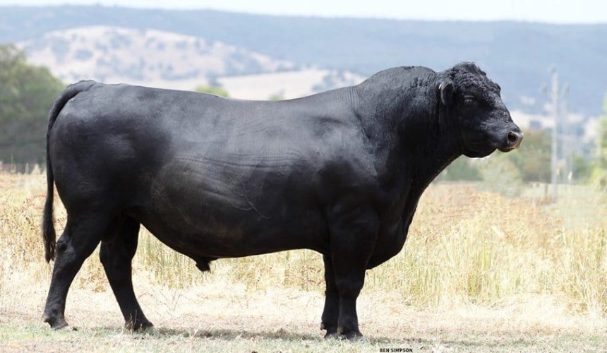 NZ buyer takes semen interest in Angus bull for $25,000