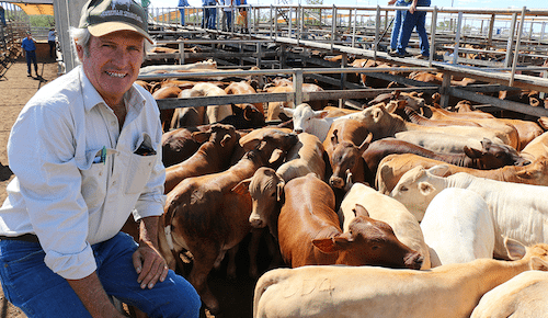 Roma store 28 Feb 2017: Yearling steers dominate market