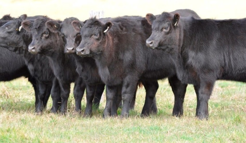 Lessons from the Angus Sire Benchmarking Program