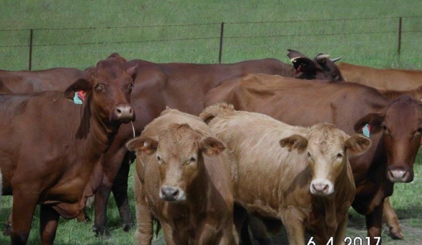 Cows and calves stolen from SE Qld property