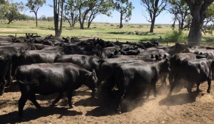 Weaned steers to 510c/kg in smaller AuctionsPlus offering