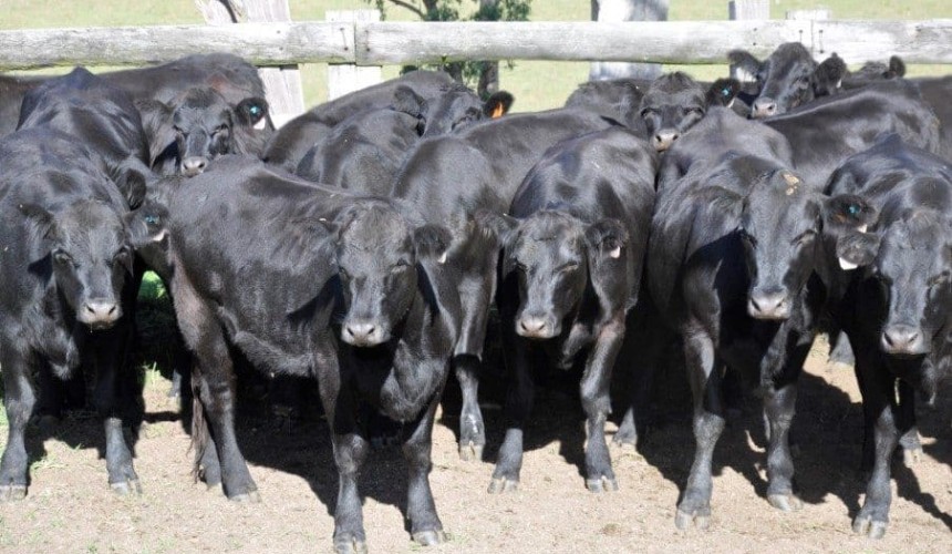 Big jump in AuctionsPlus listings, as winter approaches