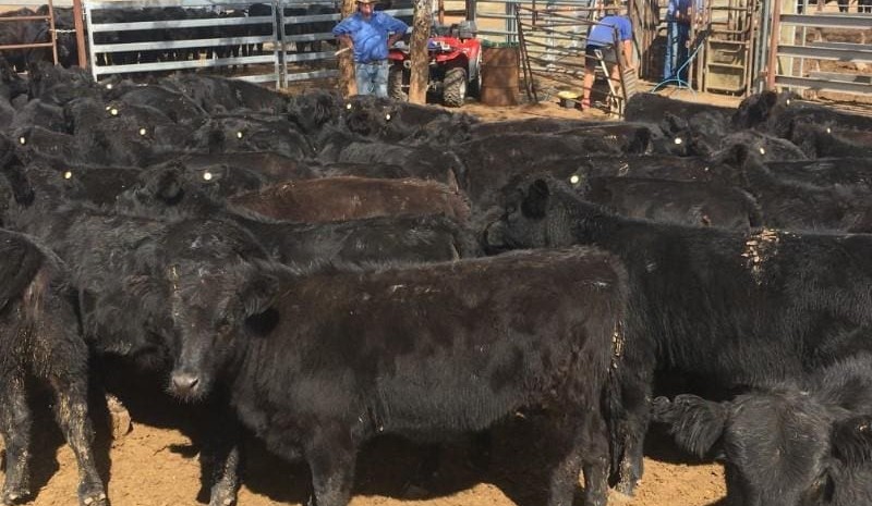 Big surge in AuctionsPlus numbers, as mercury plummets