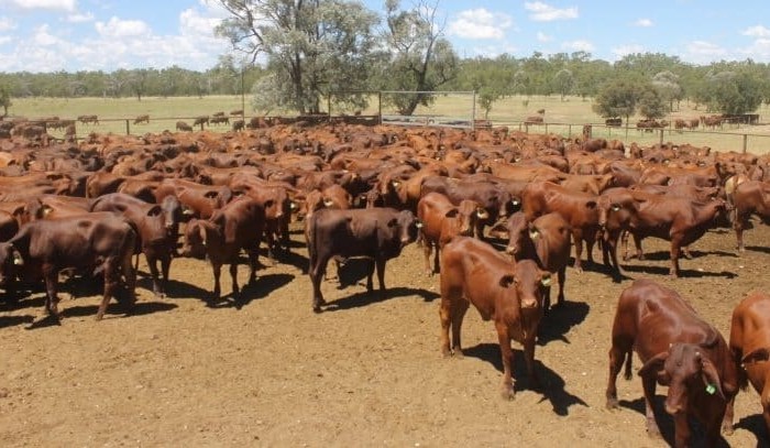 Weekly and monthly turnover records set on AuctionsPlus
