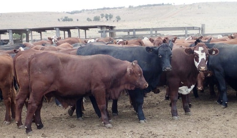 PTIC heifers to $2320 in ‘sizeable’ AuctionsPlus offering
