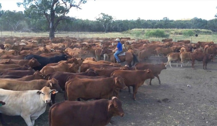 Beef Central’s beef news quiz – July 2017