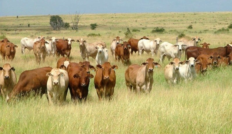 CQ buffel grass aggregation could make top dollar