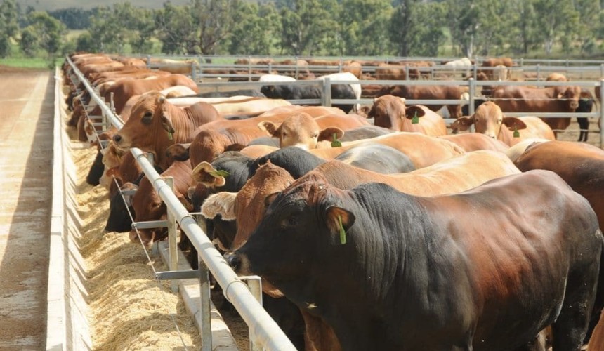 Downs feedlot sale underpins momentum in grainfed beef
