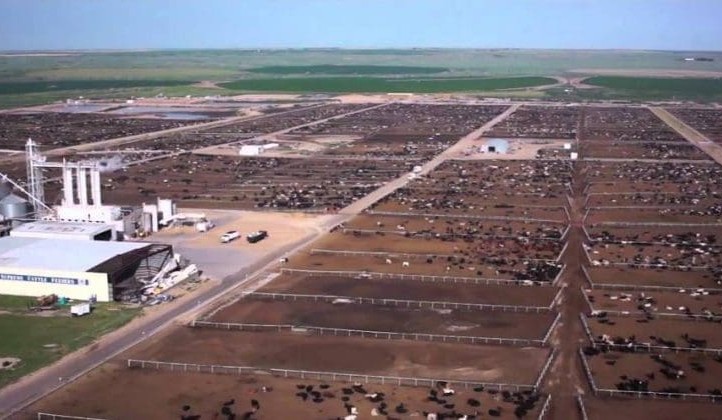 Agribusiness: Cargill exits US feedlot industry, selling its yards to major ethanol producer