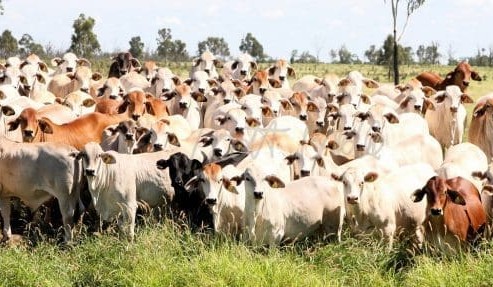 Webinar: Financial transformation for the beef industry – improving producer net wealth