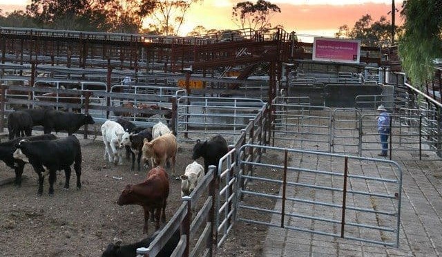 Singleton saleyards moves step closer to $6m upgrade