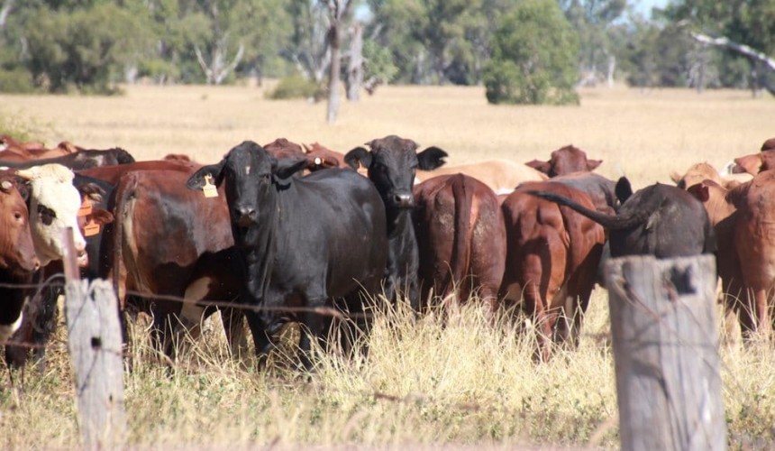 Are cattle left or right hoofed?